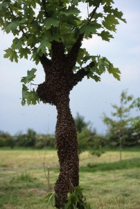 Honey Bee Swarm
